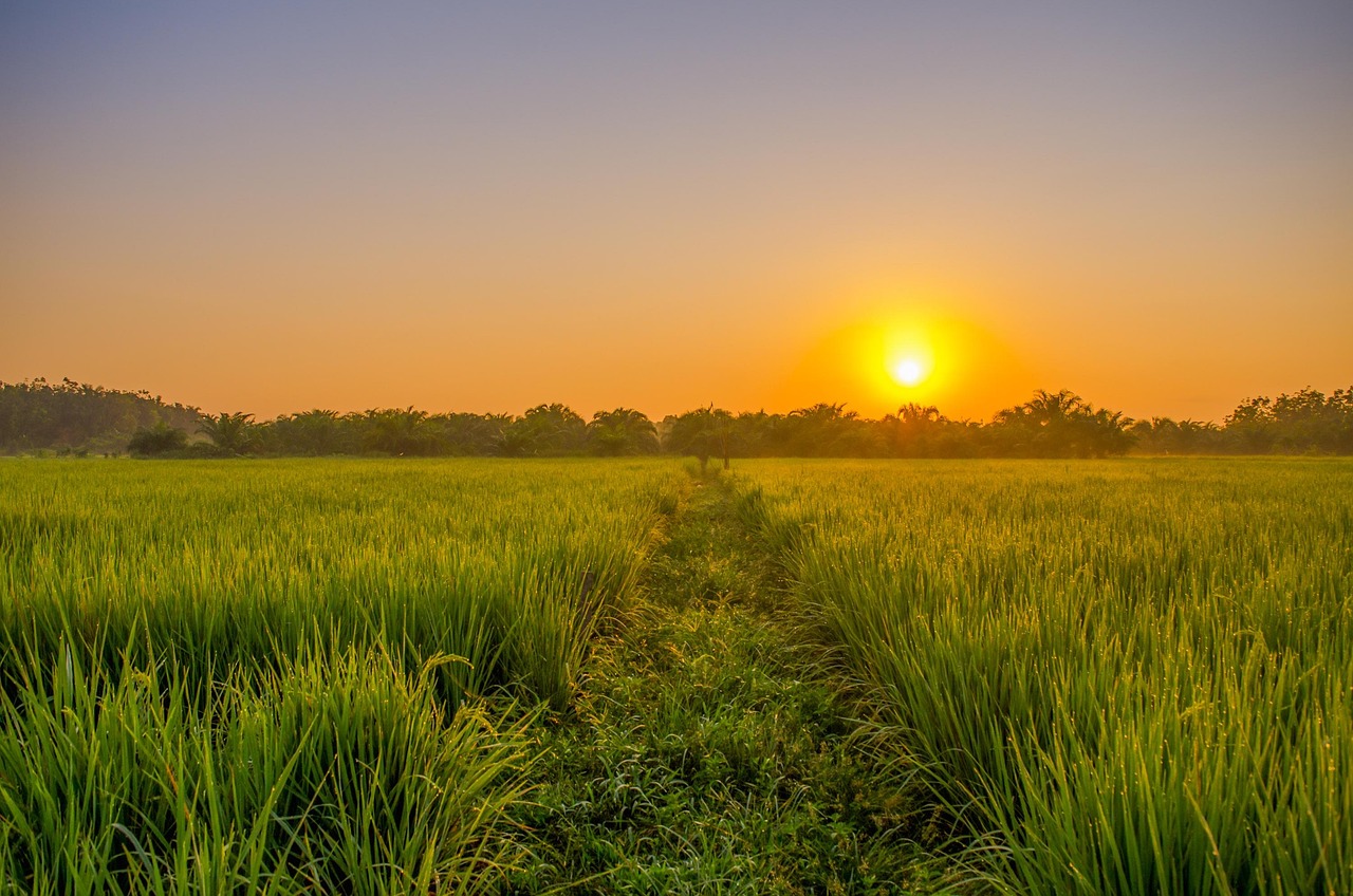 ricefield, sunrise, nature, green, indonesia, rural, padi, leaf, farmer, plant