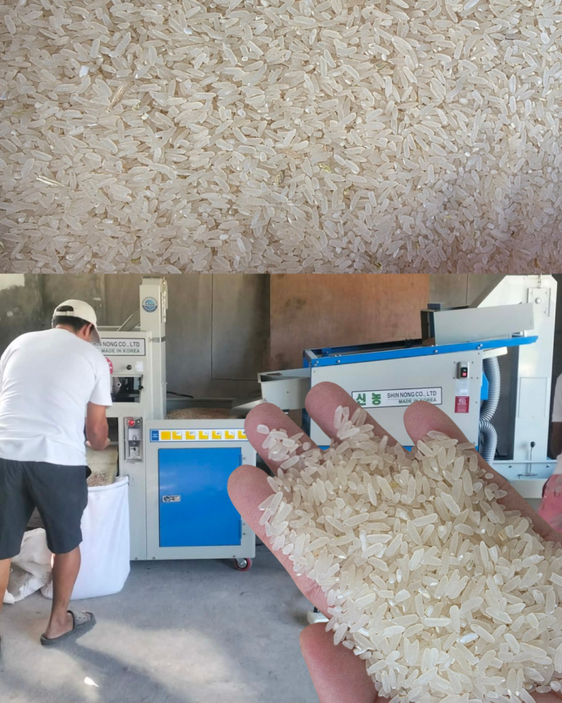 🌾 Bigas: Pangunahing Pangangailangan ng Bawat Pilipino 1000026100